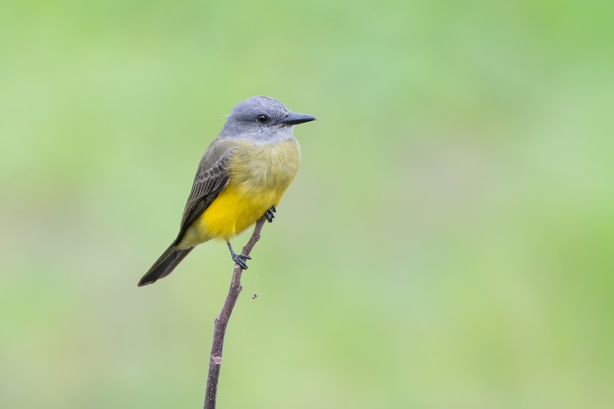White-throated Kingbird - ML645781919