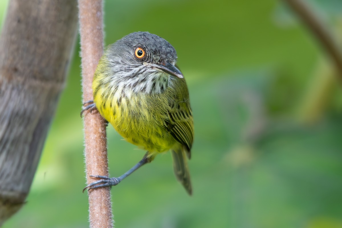 Spotted Tody-Flycatcher - ML645781920