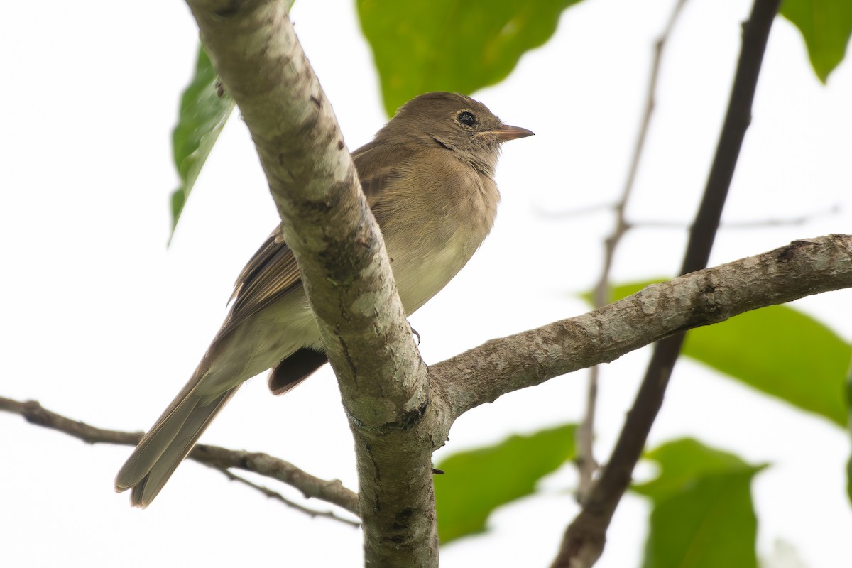 Spotted Tody-Flycatcher - ML645781921