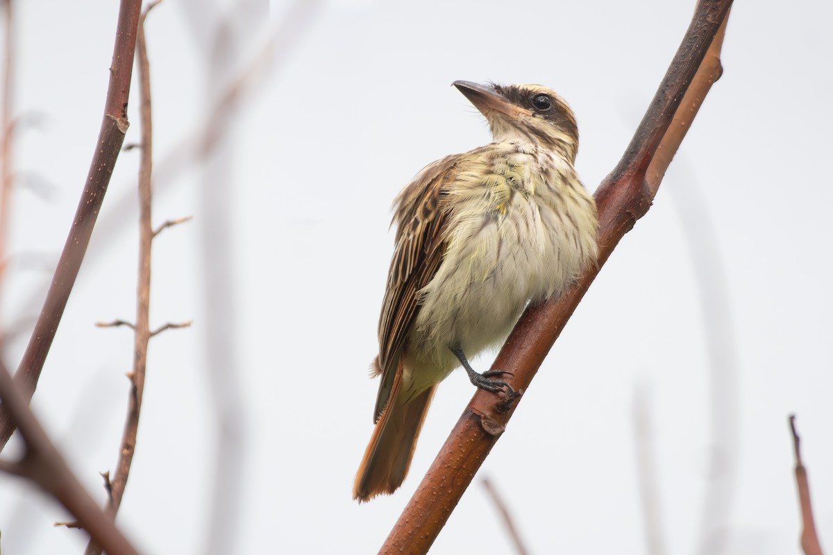 Spotted Tody-Flycatcher - ML645781922