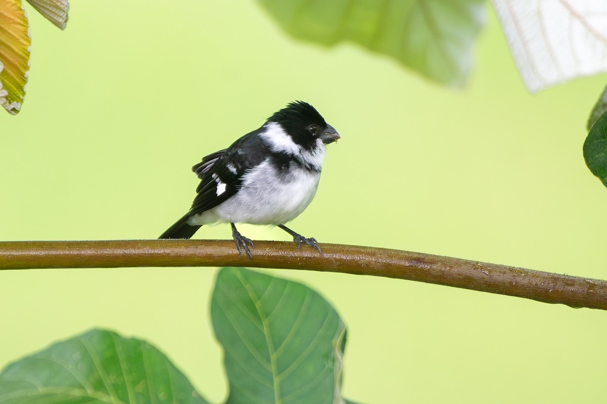 Spotted Tody-Flycatcher - ML645781923