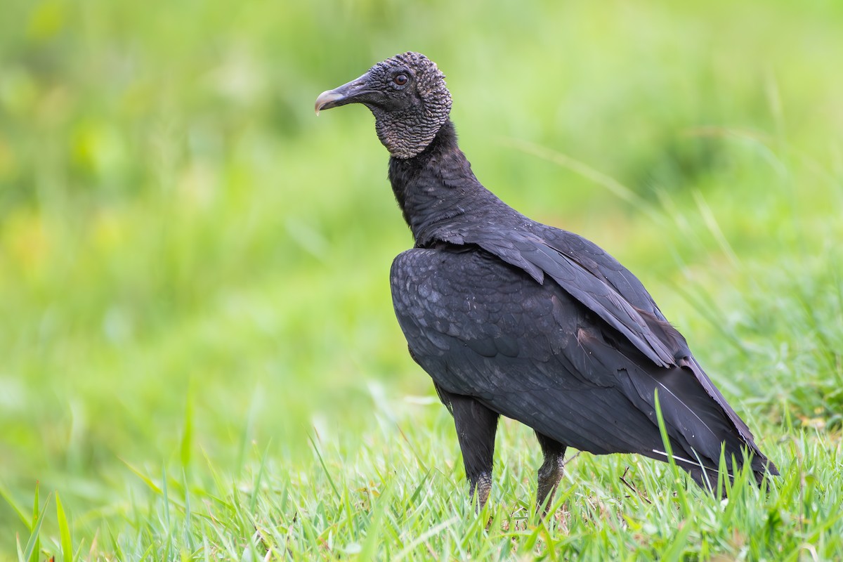 Black Vulture - ML645781924