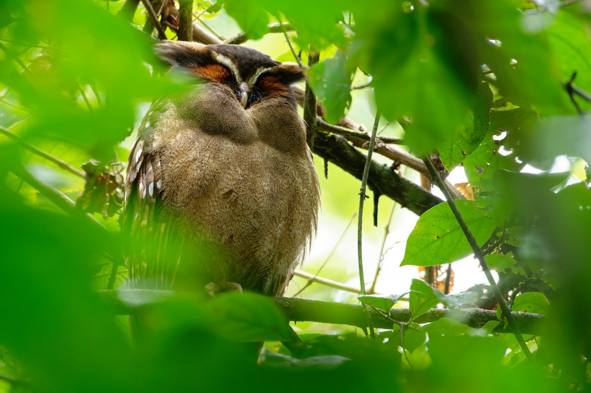 Crested Owl - ML645781925