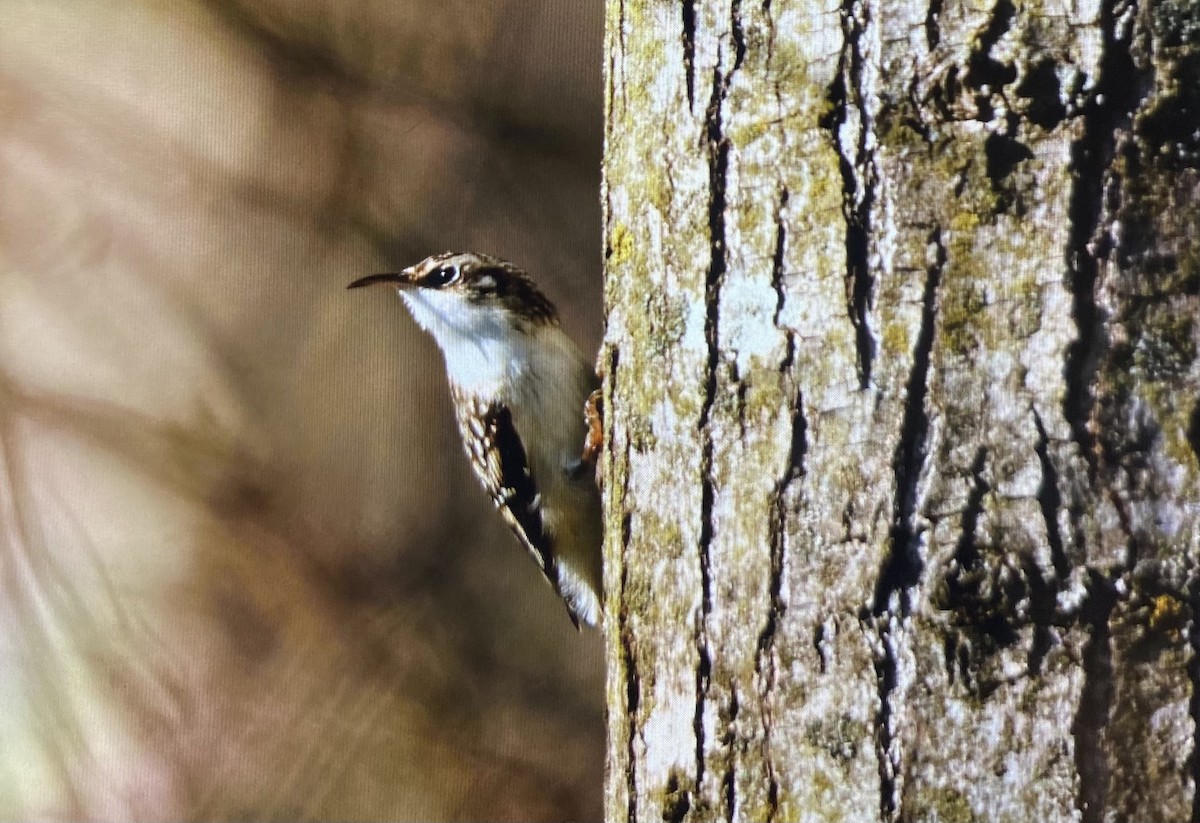 Brown Creeper - ML645781926