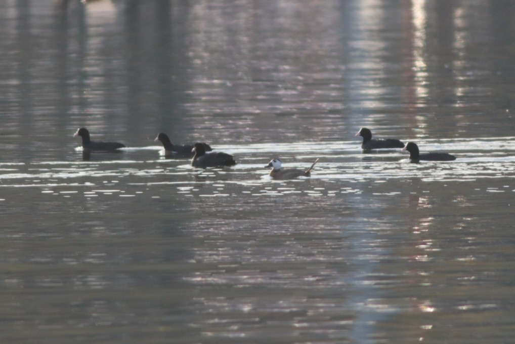 White-headed Duck - ML645781927