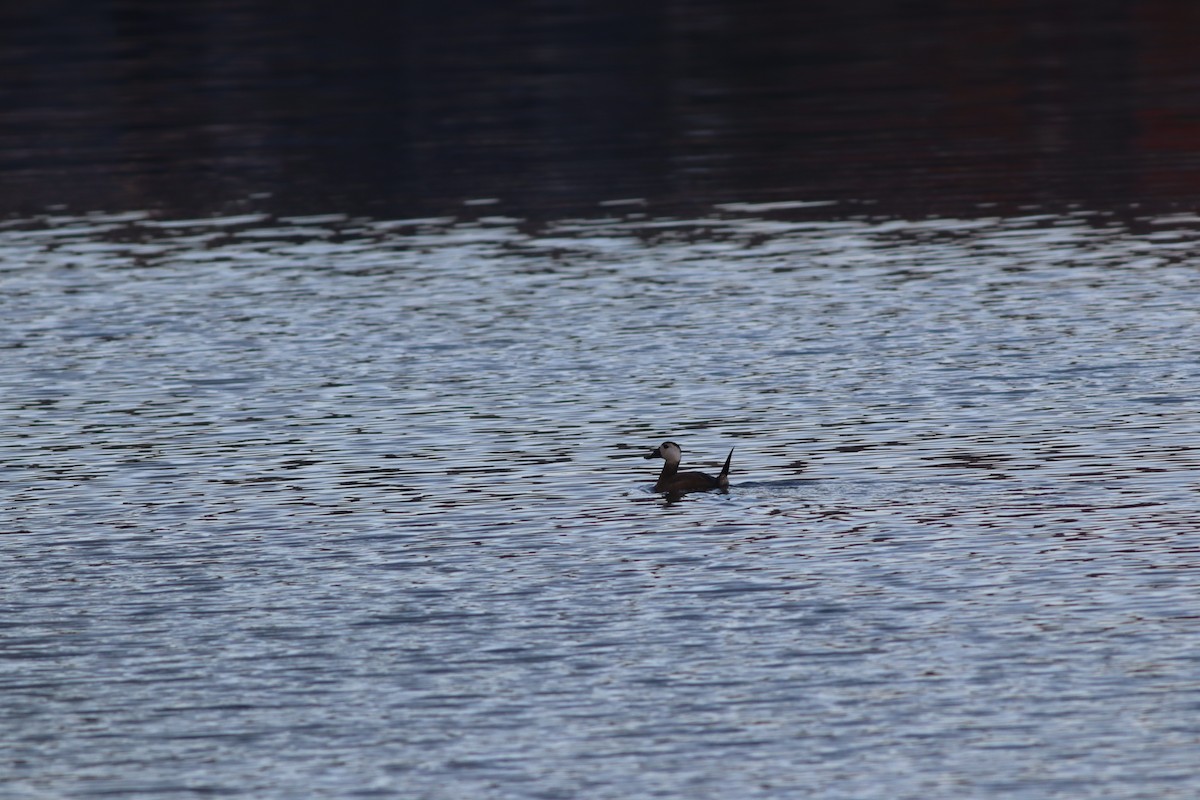 White-headed Duck - ML645781928