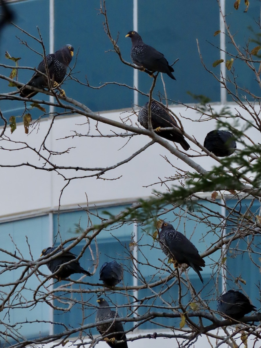 Rameron Pigeon - ML645781931