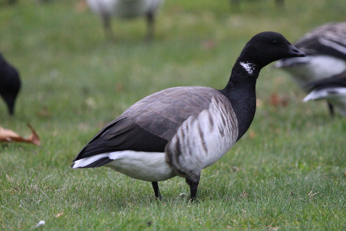 Brant - ML645781933
