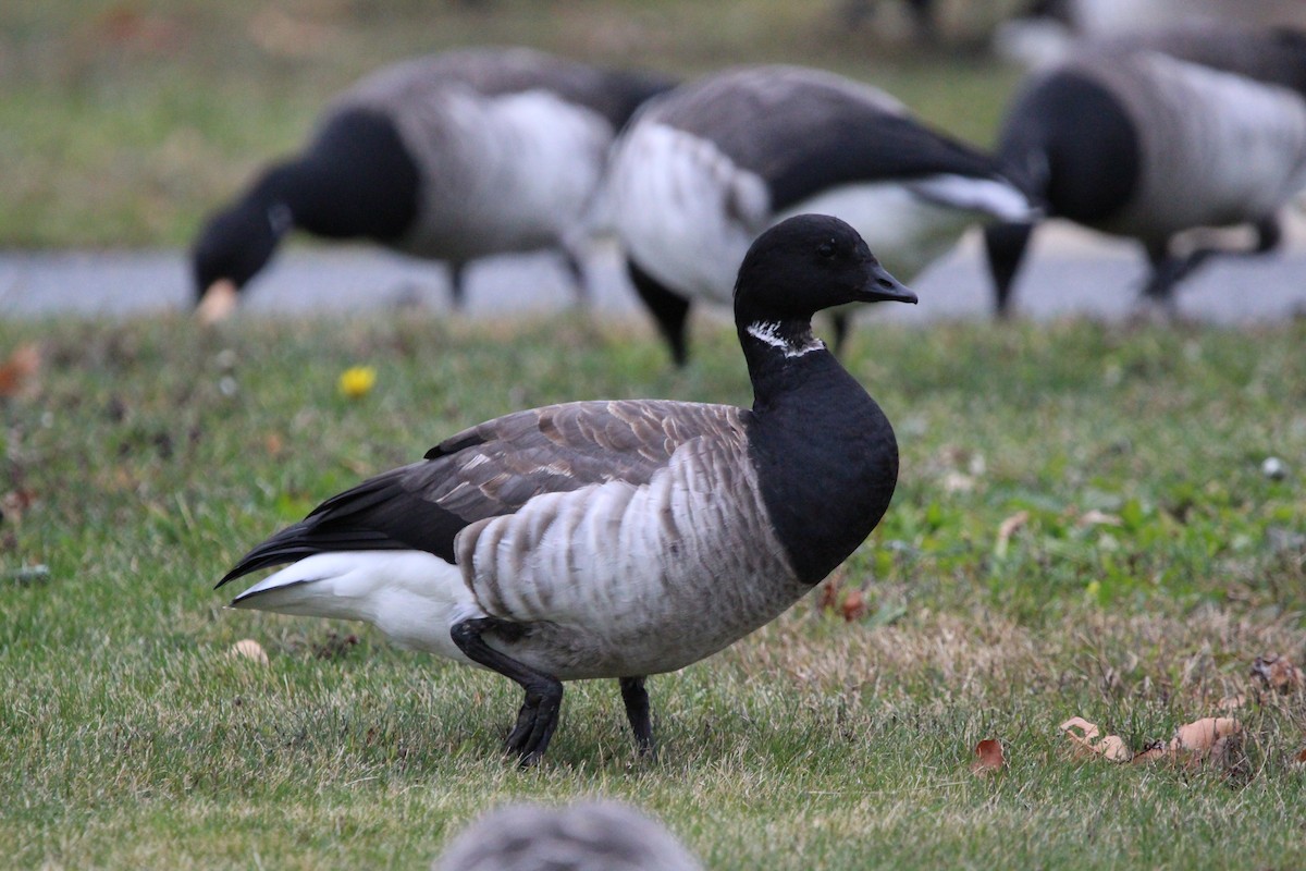 Brant - ML645781935