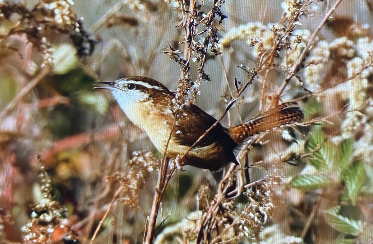 Carolina Wren - ML645781938