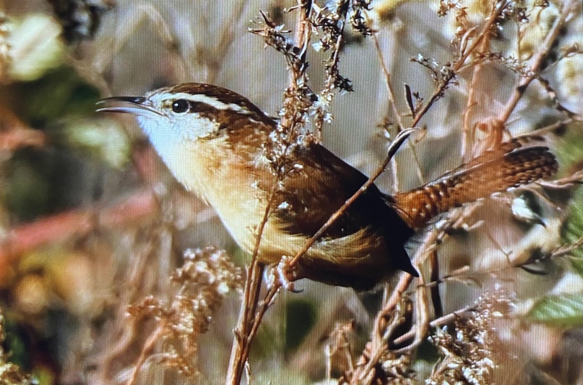 Carolina Wren - ML645781939