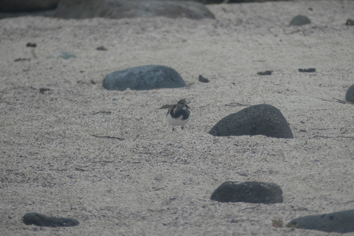 Ruddy Turnstone - ML645781940