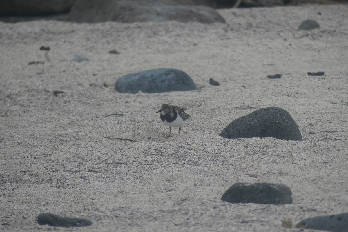 Ruddy Turnstone - ML645781941