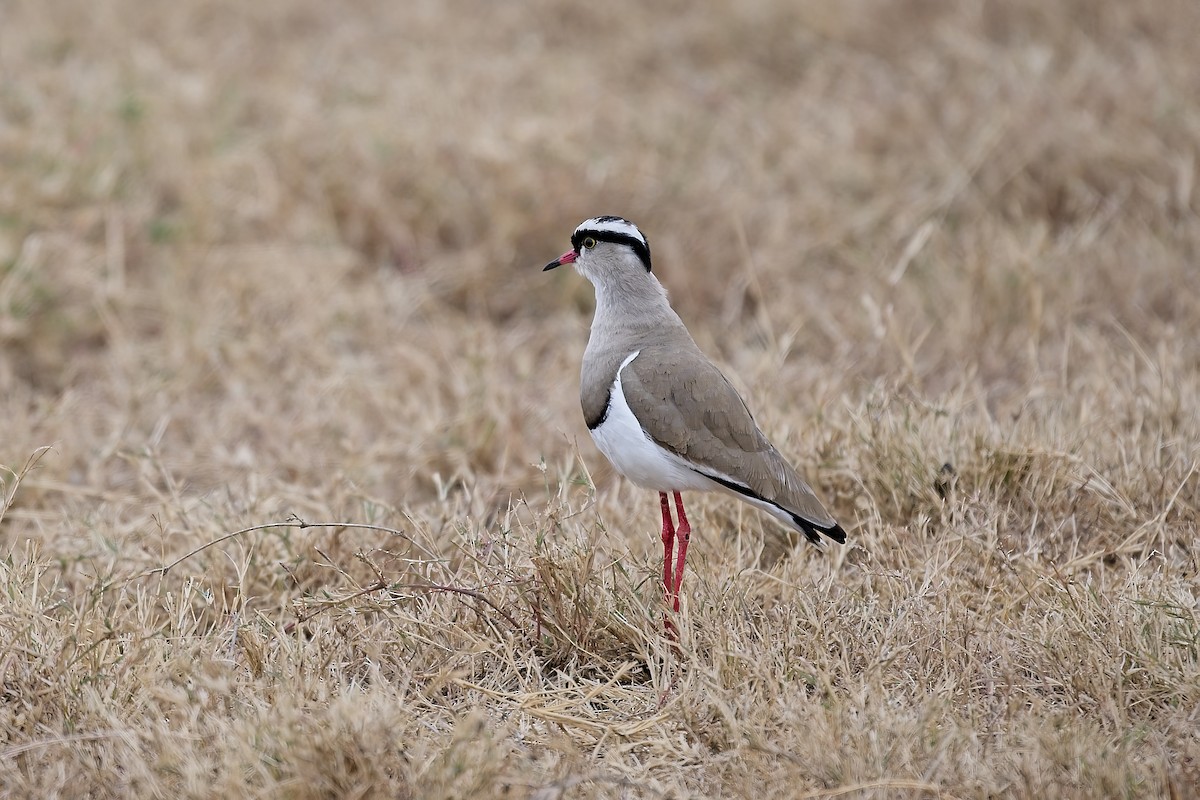 Crowned Lapwing - ML645781943