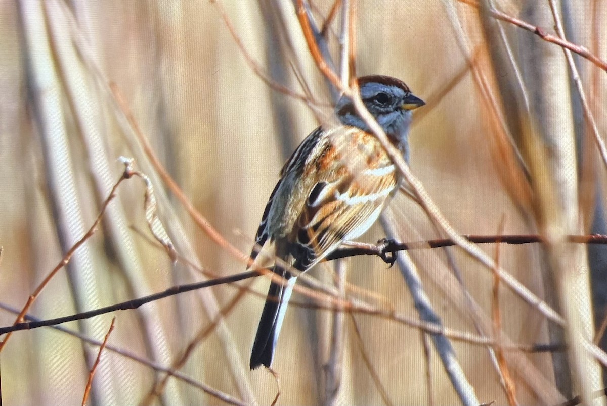 American Tree Sparrow - ML645781945