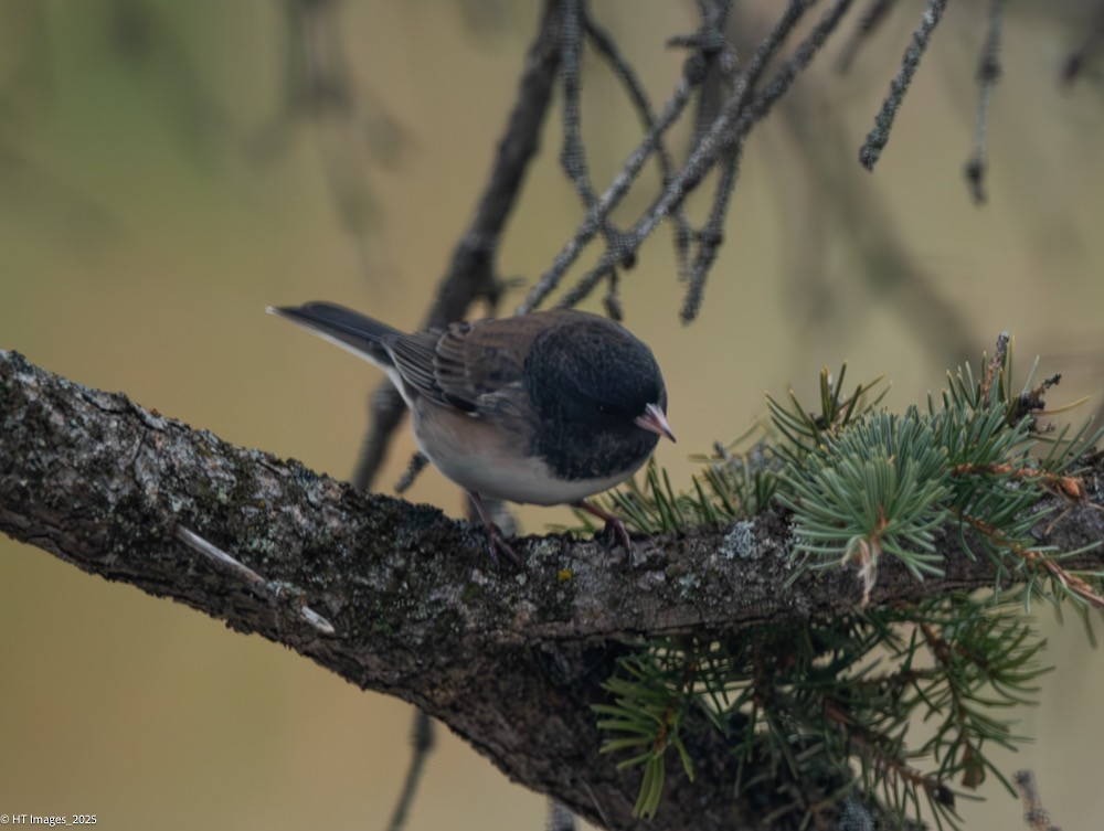 Dark-eyed Junco (Oregon) - ML645781959