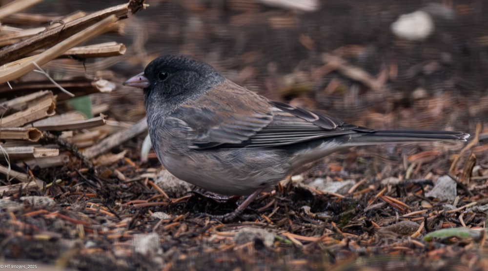 Dark-eyed Junco (Oregon) - ML645781960