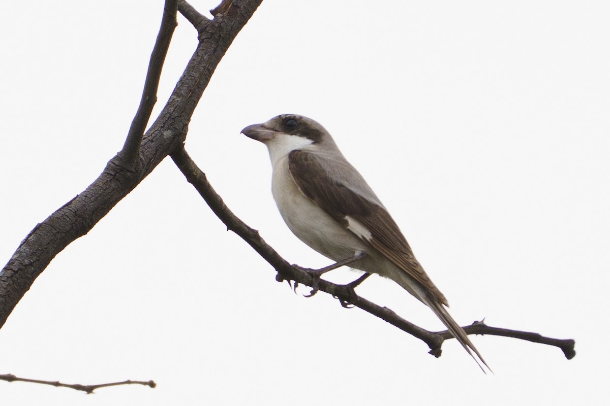 Schwarzstirnwürger - ML645781969