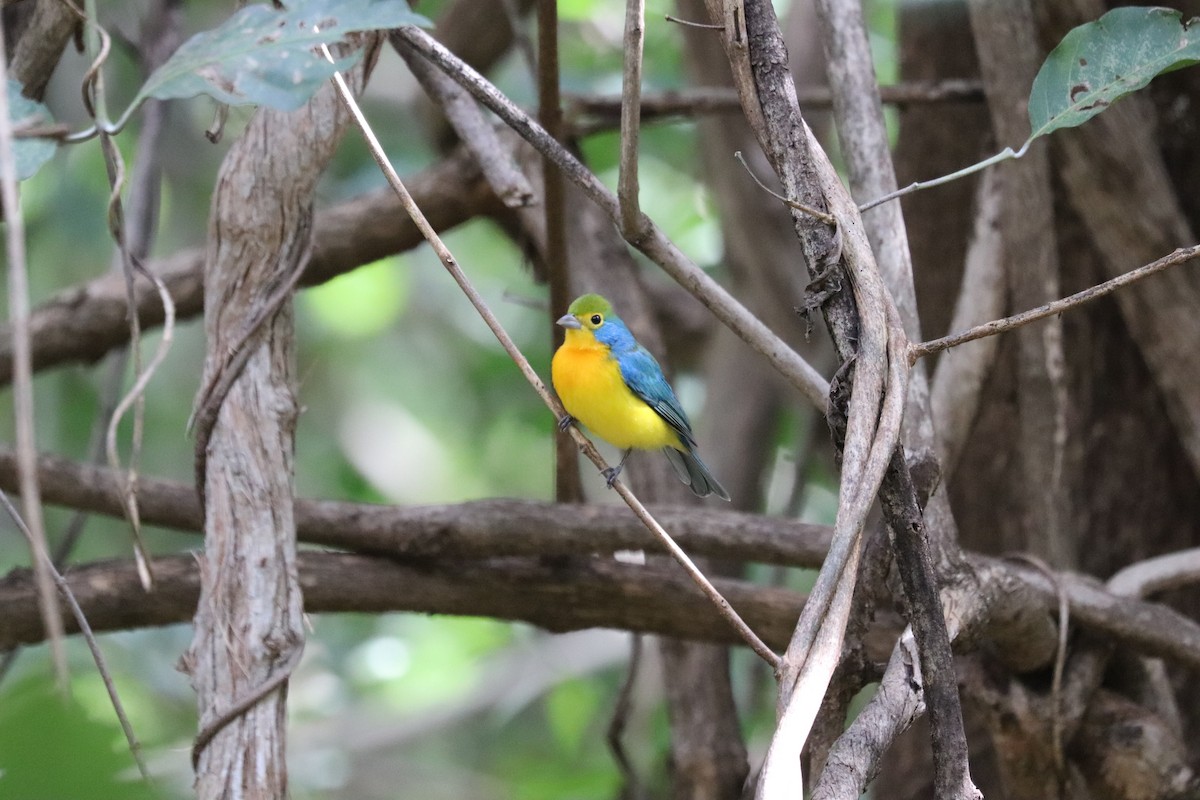 Orange-breasted Bunting - ML645781972
