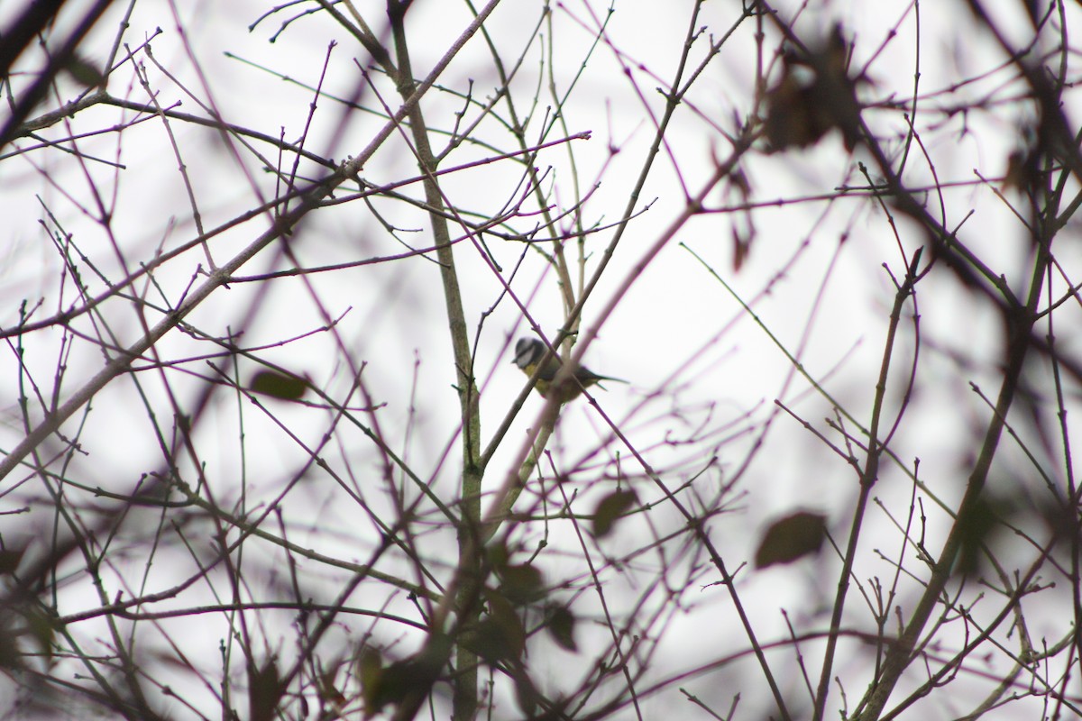 Eurasian Blue Tit - ML645781973