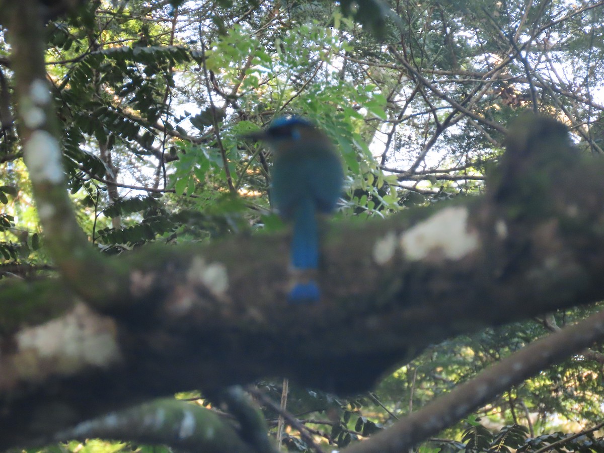 Lesson Motmotu - ML645781975