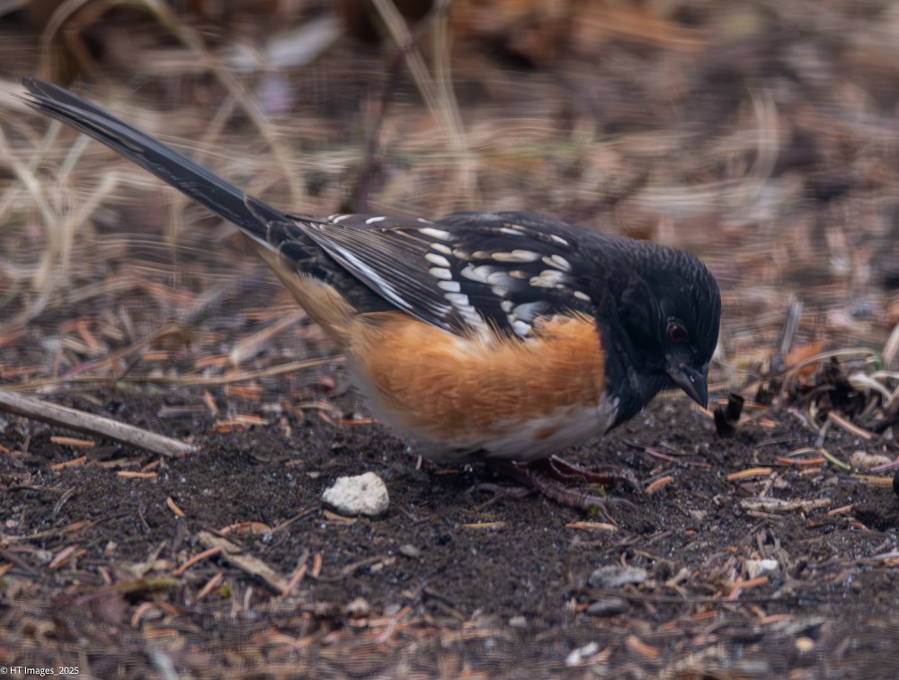 Spotted Towhee - ML645781976