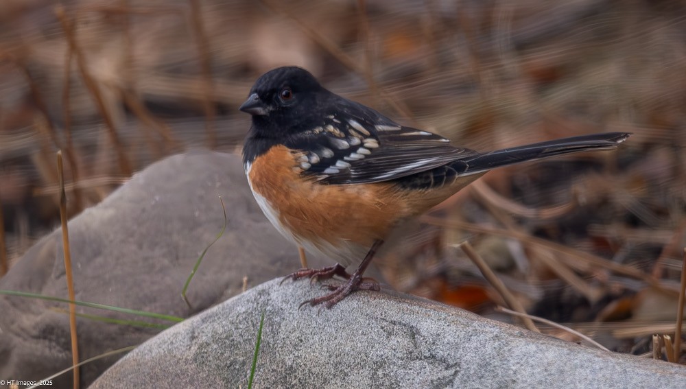 Spotted Towhee - ML645781977