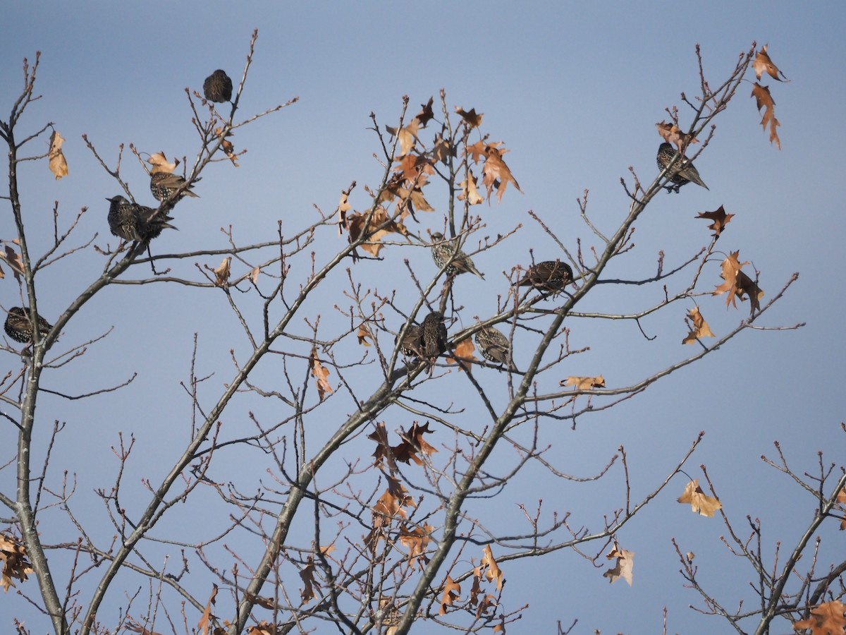 European Starling - ML645781984