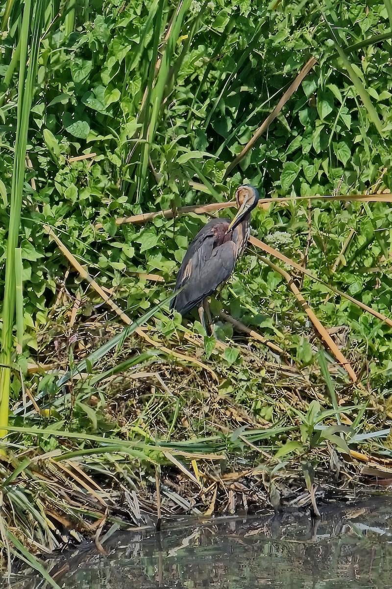 Purple Heron - ML645781985