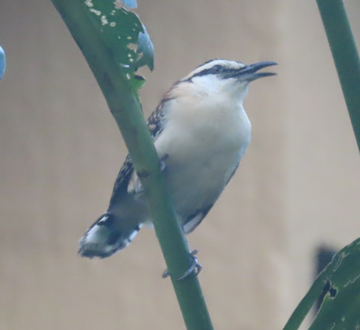 Rufous-backed Wren - ML645781987