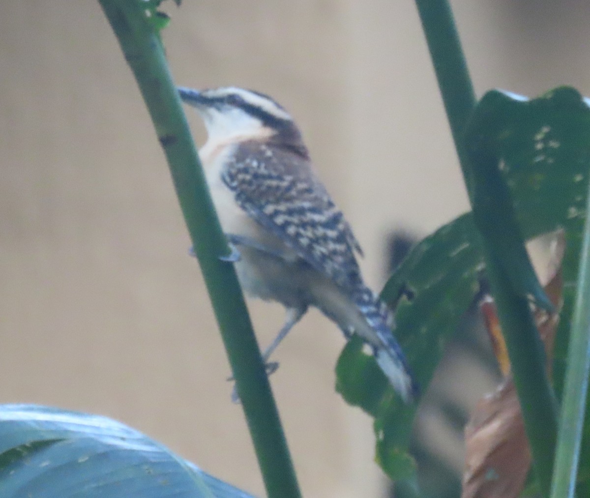 Rufous-backed Wren - ML645781988