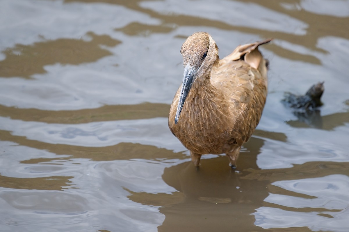 Hamerkop - ML645781991