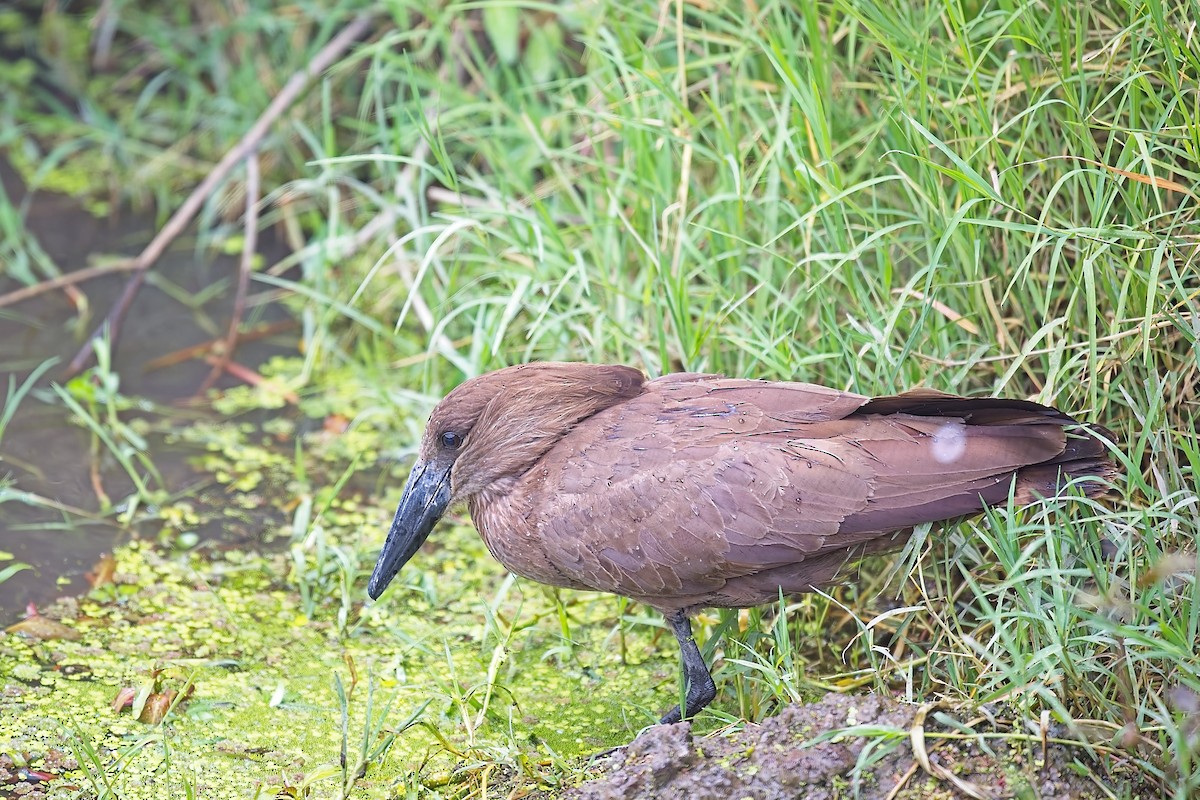 Hamerkop - ML645781992