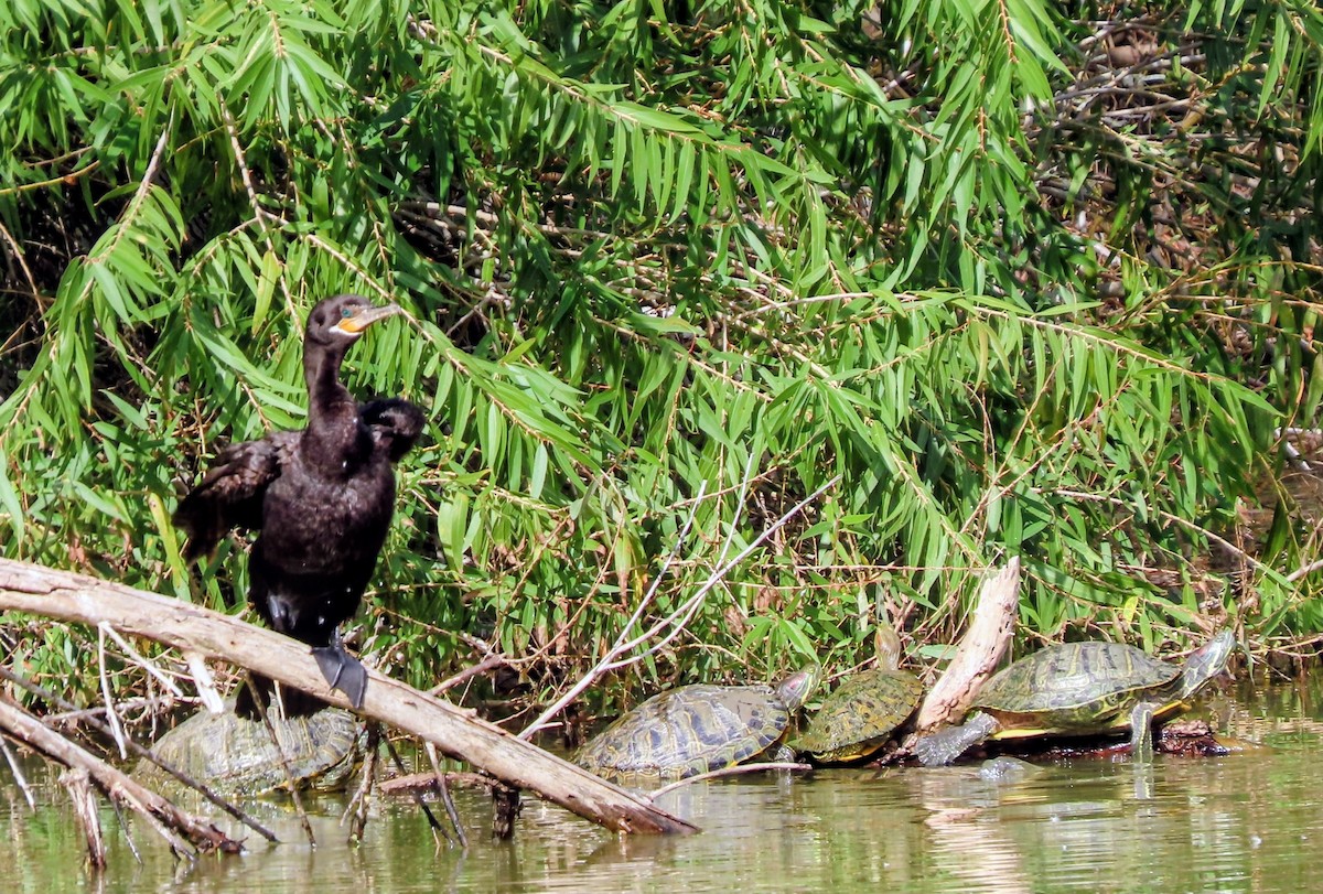 Neotropic Cormorant - ML645781993