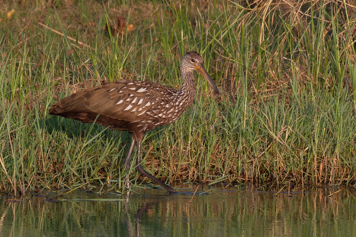 Limpkin - ML645781995