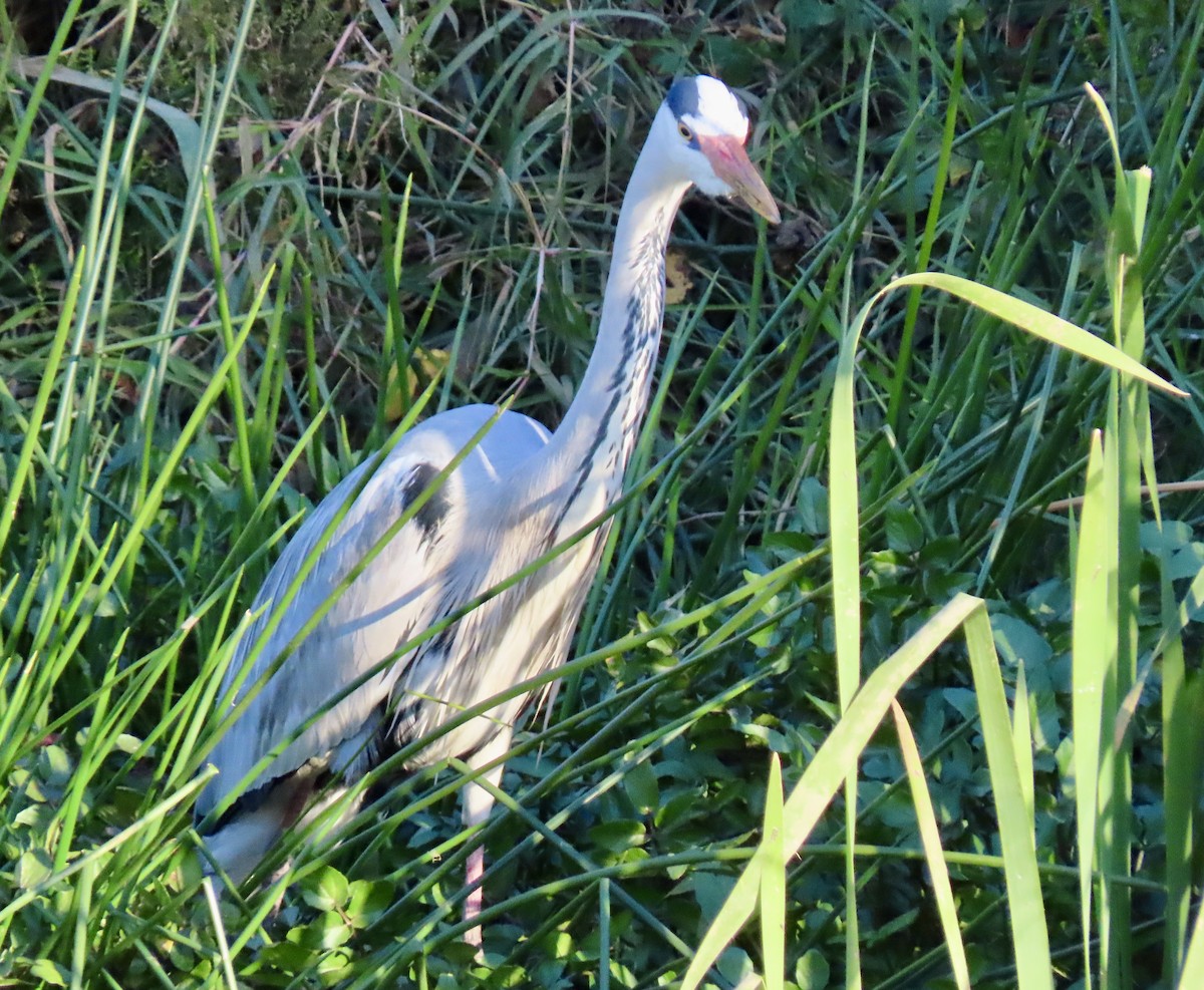 Gray Heron - ML645781996