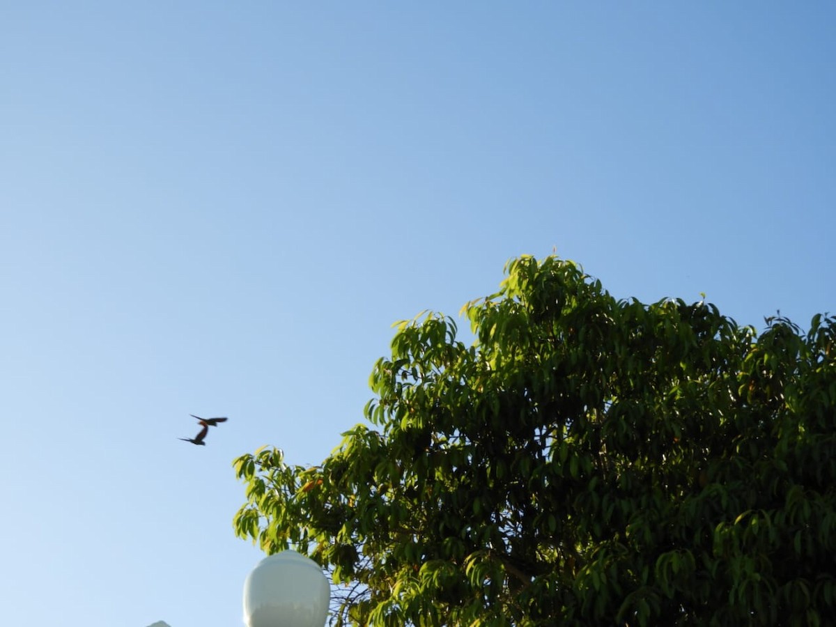 Chestnut-fronted Macaw - ML645782009