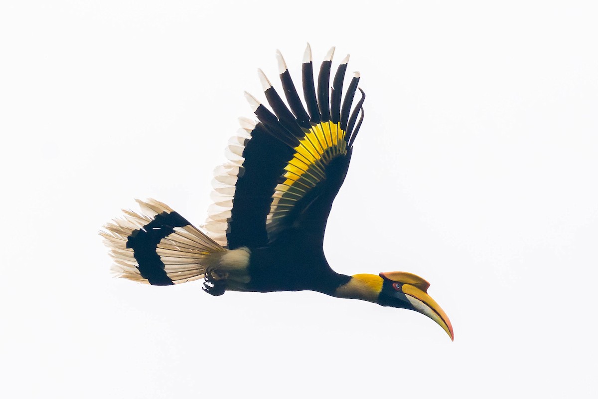 Great Hornbill - ML645782015