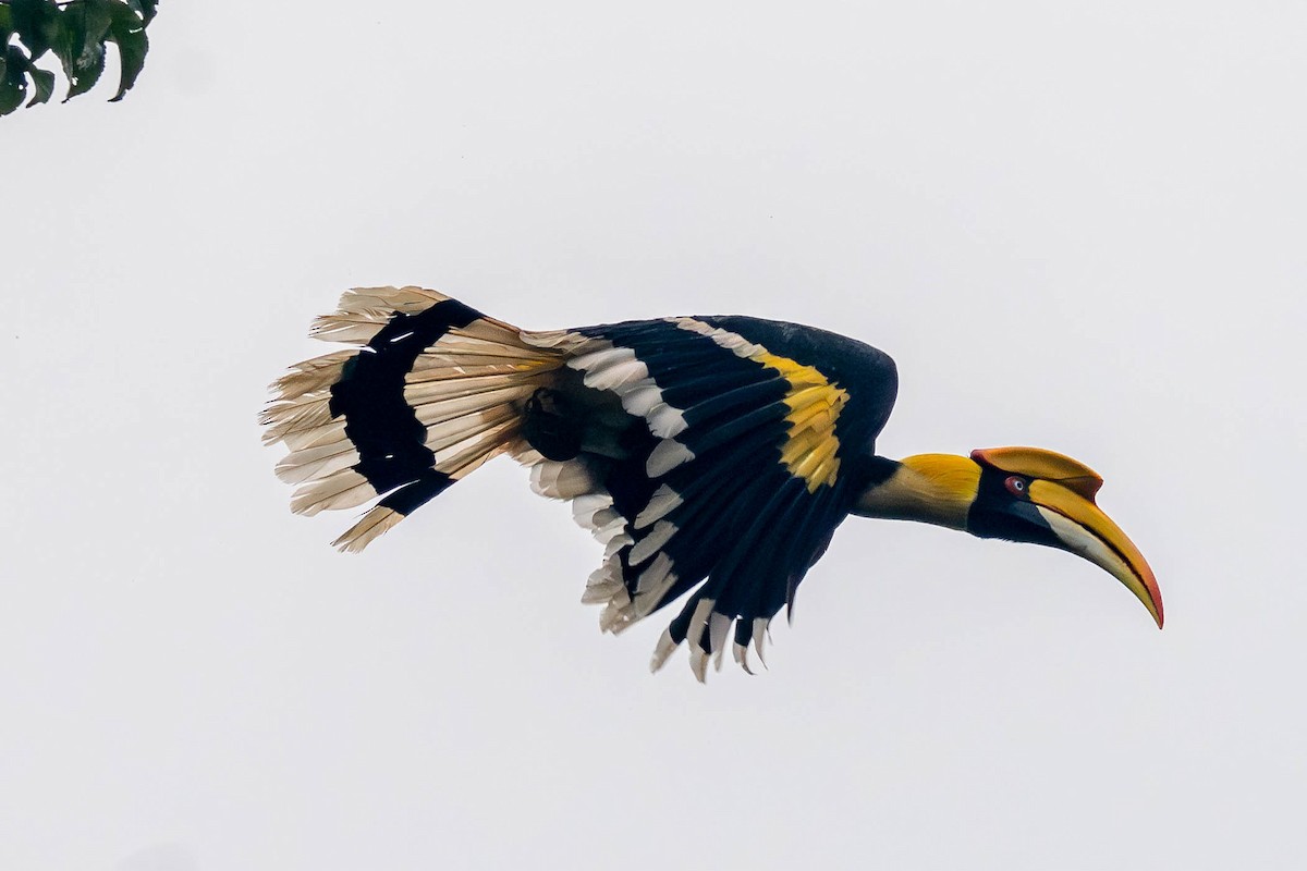 Great Hornbill - ML645782016