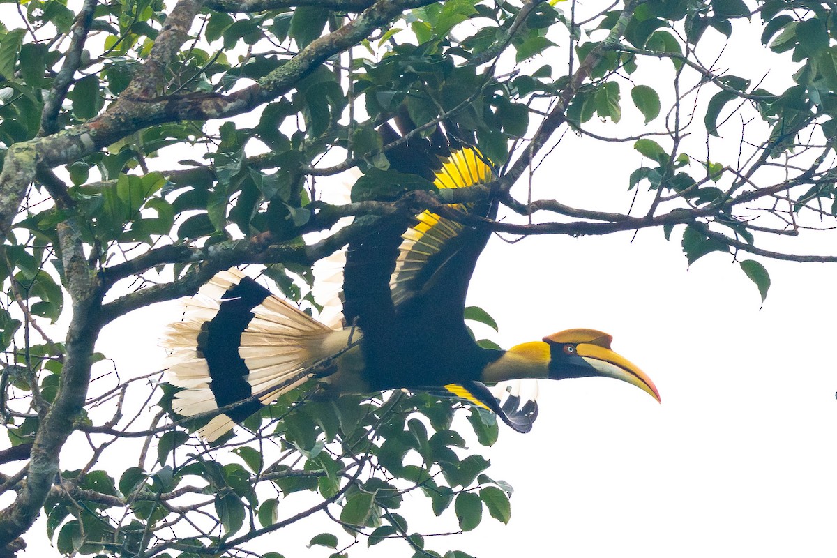 Great Hornbill - ML645782019