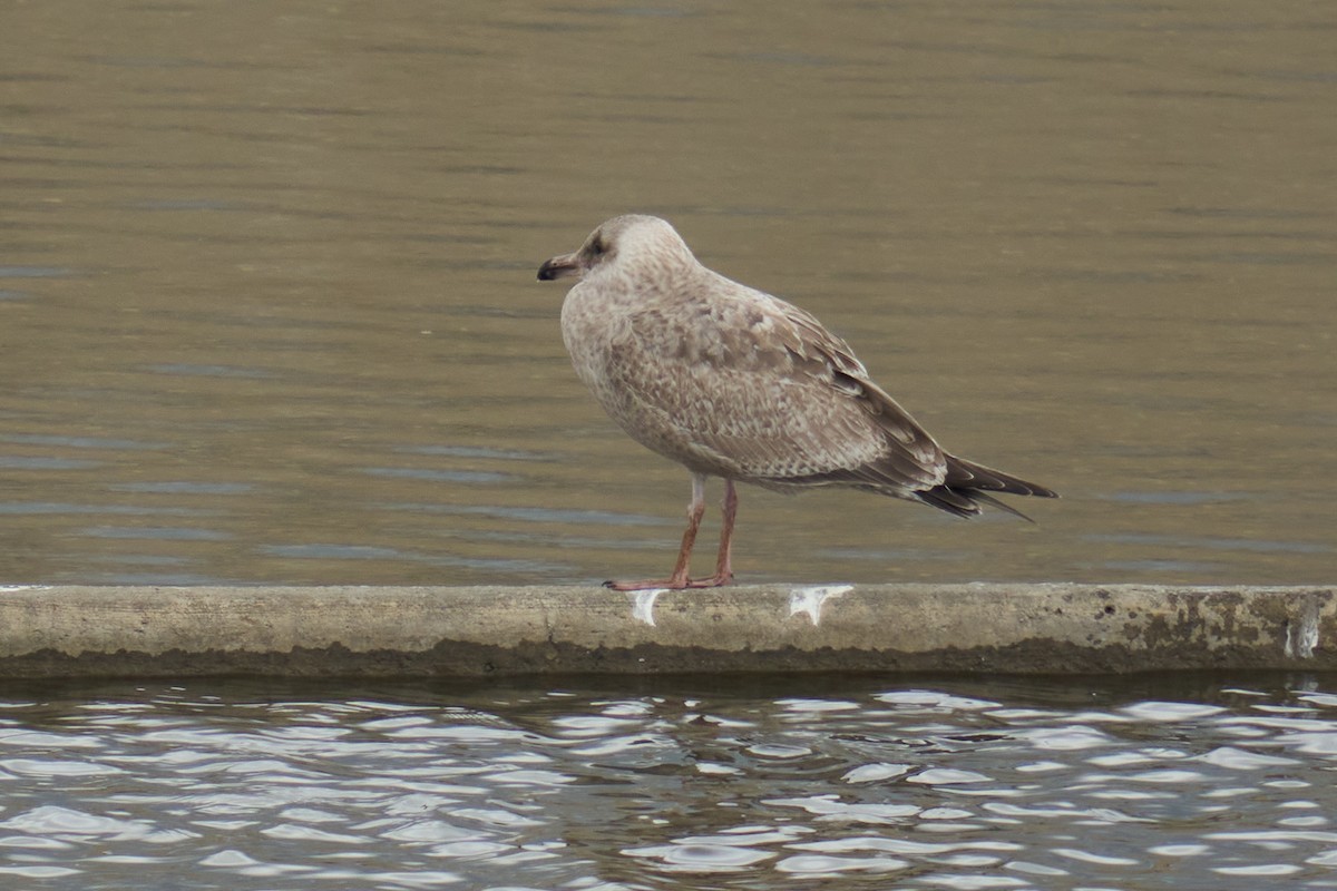 American Herring x Glaucous-winged Gull (hybrid) - ML645782033