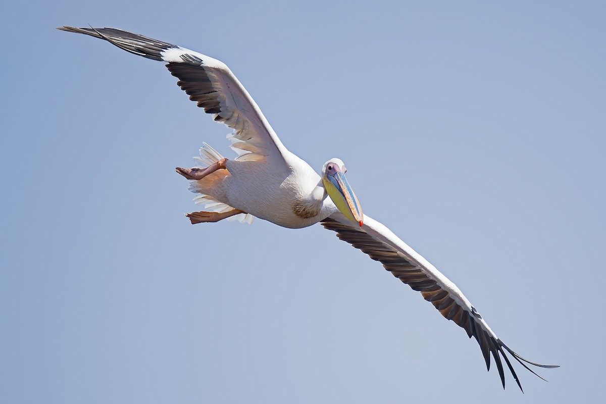 Great White Pelican - ML645782037