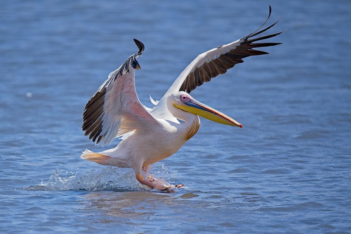 Great White Pelican - ML645782038