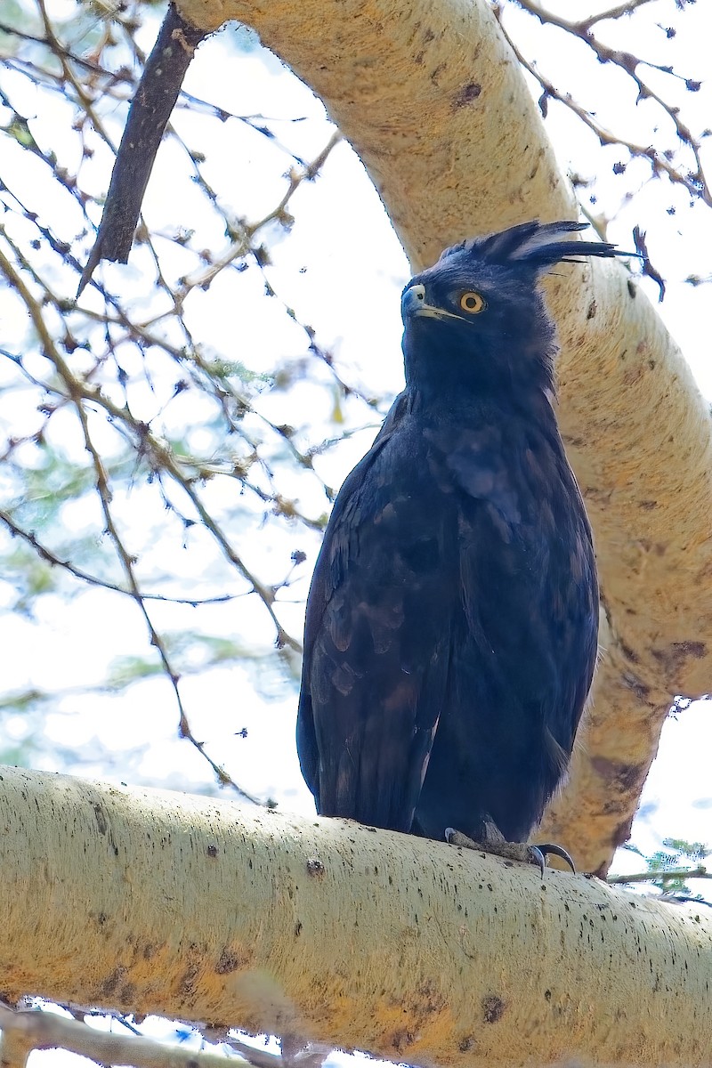 Long-crested Eagle - ML645782041