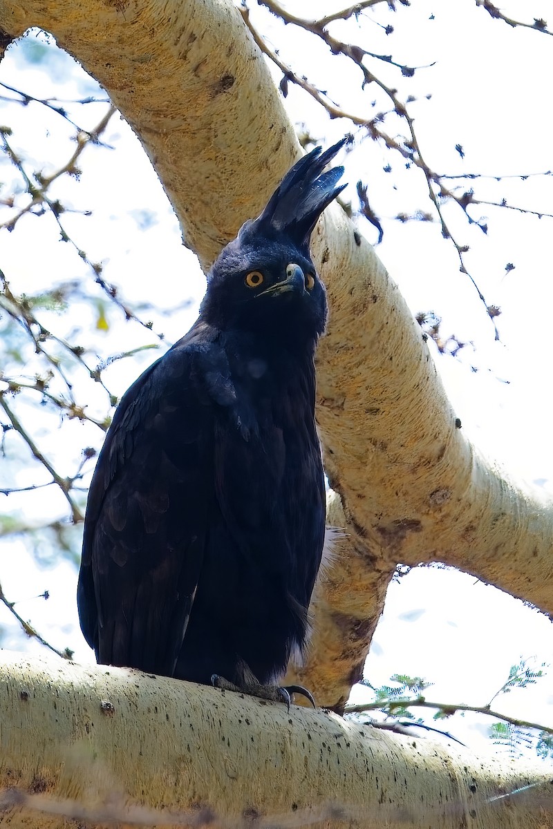 Long-crested Eagle - ML645782042