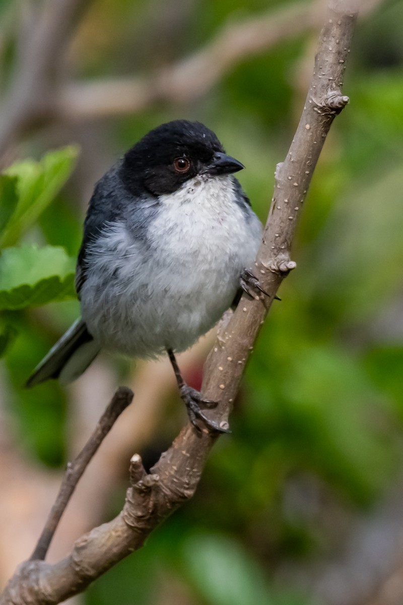 Black-capped Warbling Finch - ML645782043