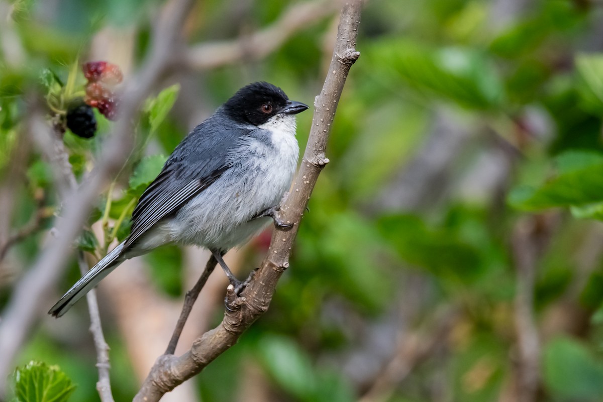 Black-capped Warbling Finch - ML645782044