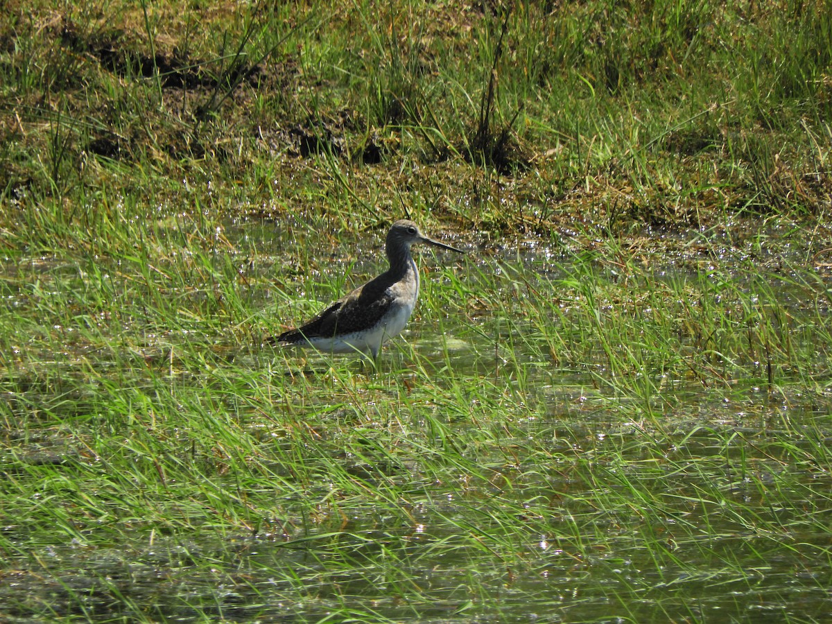 Greater Yellowlegs - ML645782047