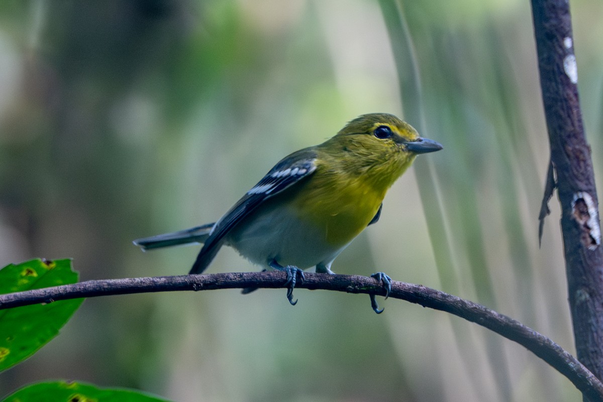 Yellow-throated Vireo - ML645782053