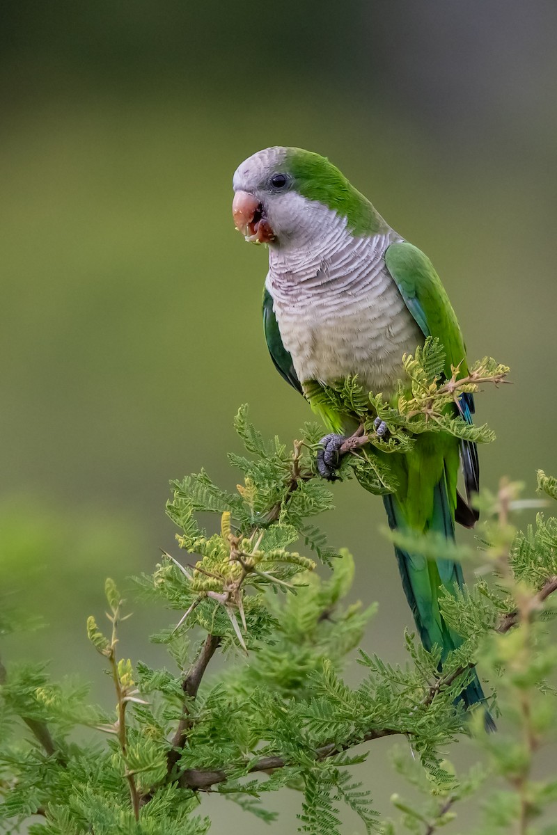 Monk Parakeet - ML645782059
